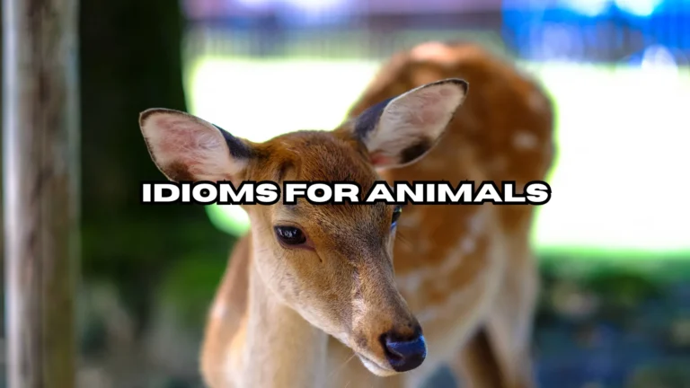 Idioms for Animals